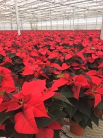 Caring for your Christmas Plants