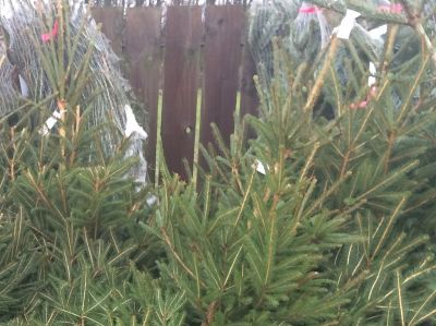 Real Christmas Trees at Thirsk Garden Centre