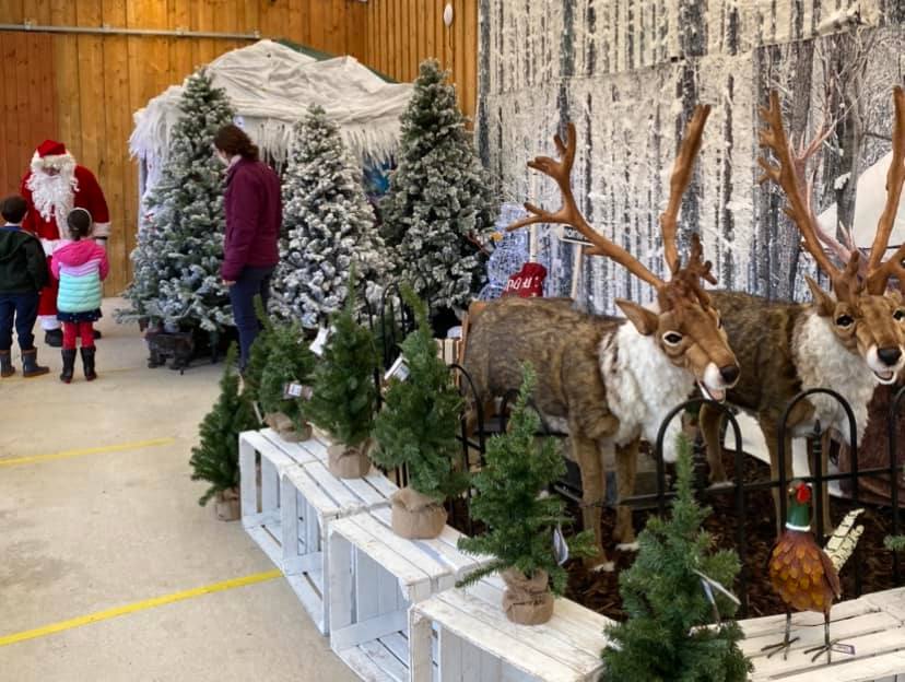 Buy real Christmas Trees Thirsk Garden Centre Thirsk Garden Centre