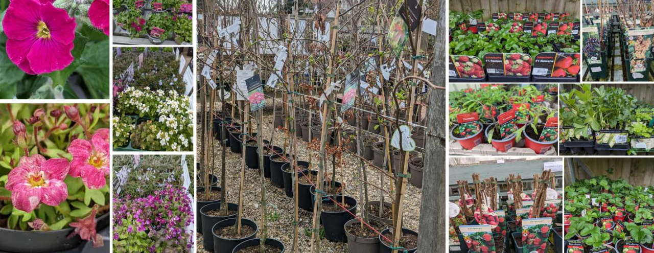 plants-thirsk-garden centre