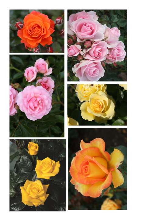 Garden Plants