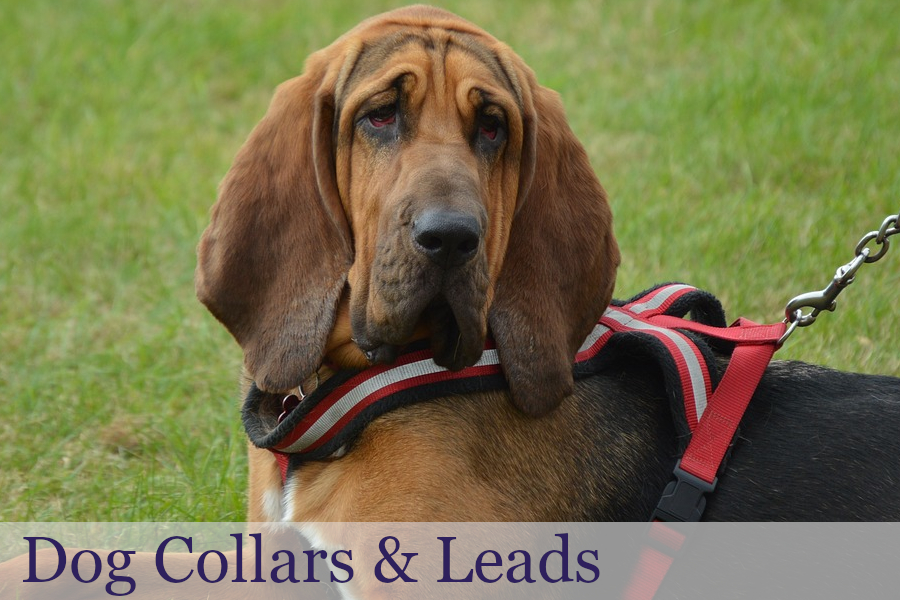 Dog leads for sale hot sale