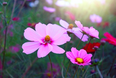 Gardening tips for July