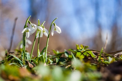 15 January gardening tips