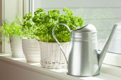 Best plants for a window kitchen garden