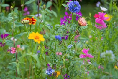 Create a backyard bee meadow