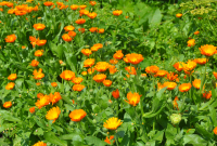 Create a bed of hardy annuals