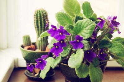 How to grow African violets