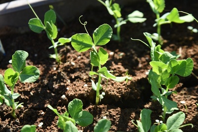 How to grow sweet peas
