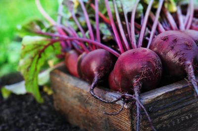 How to harvest beets