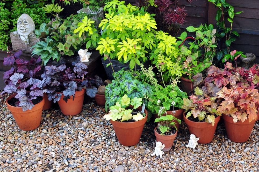 Perennials for container gardens Thirsk Garden Centre