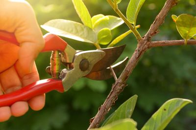 Tips on pruning shrubs, trees and perennials