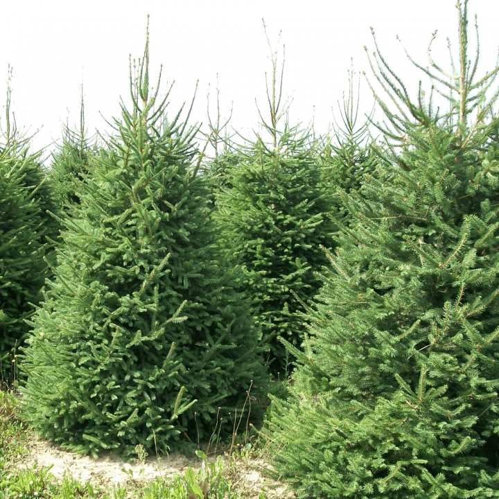 Christmas trees at Thirsk Garden Centre