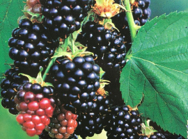 Blackberries