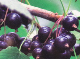 Blackcurrants
