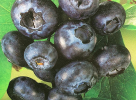 Blueberries