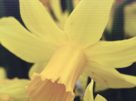Bulbs