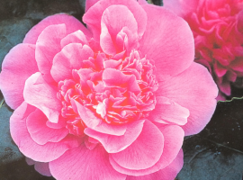Camellias