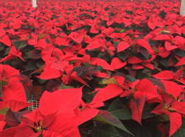 Christmas House Plants
