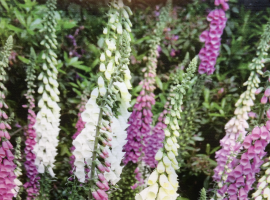 Perennials