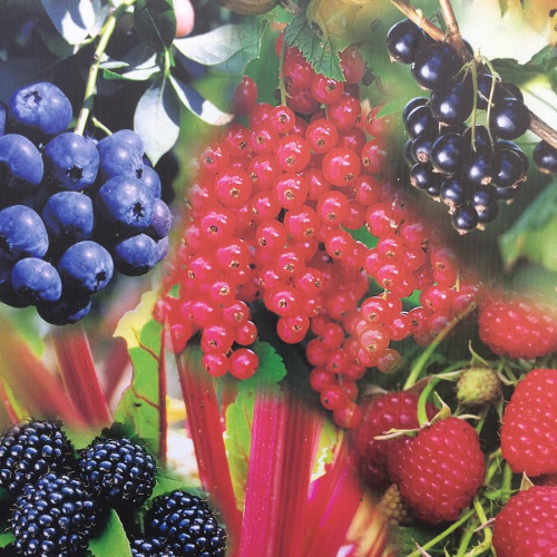 Soft Fruits and Fruit Trees - Thirsk Garden Centre