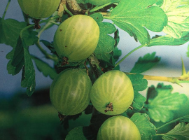 Gooseberries