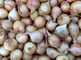 Planting Onions and Shallot Sets