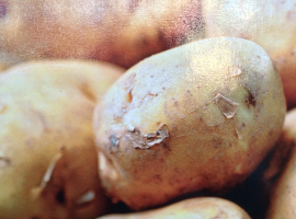 Potato Cultivation