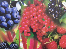 Pruning Soft Fruit