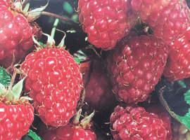 Raspberries