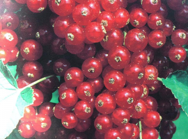 Redcurrants
