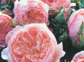 Roses