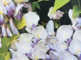Pruning Wisteria