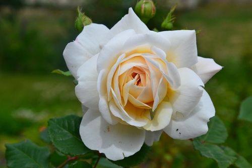 Looking for roses near York? Looking for roses near York?