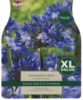 AGAPANTHUS BLUE - image 2