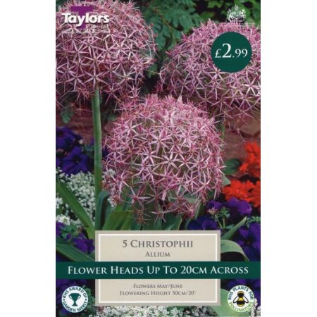 Allium Christophii