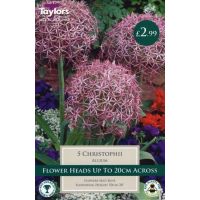 Allium Christophii