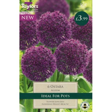 Allium Ostara