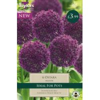 Allium Ostara