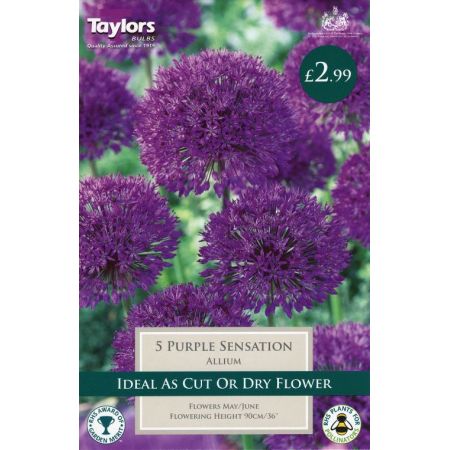 ALLIUM PURPLE SENSATION