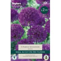 ALLIUM PURPLE SENSATION