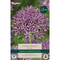 ALLIUM VIOLET BEAUTY X5