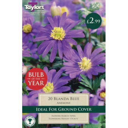 ANEMONE BLANDA BLUE