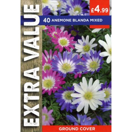 Anemone Blanda Mixed