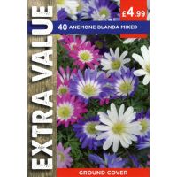 Anemone Blanda Mixed