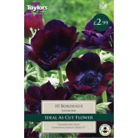 ANEMONE BORDEAUX