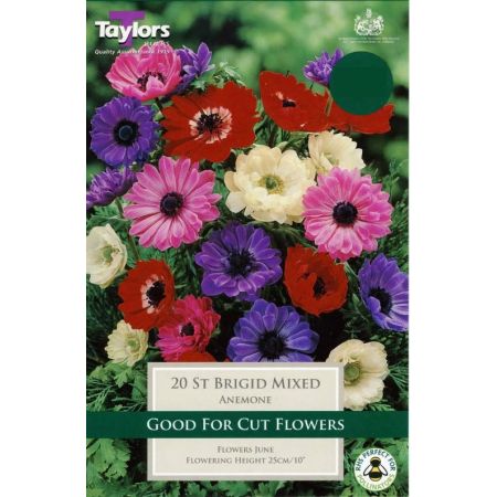 Anemone Coronaria St Brigid