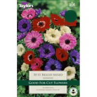 Anemone Coronaria St Brigid