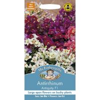 UK/FO-ANTIRRHINUM Antiquity F1 - image 1