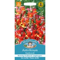 UK/FO-ANTIRRHINUM Rembrandt - image 1